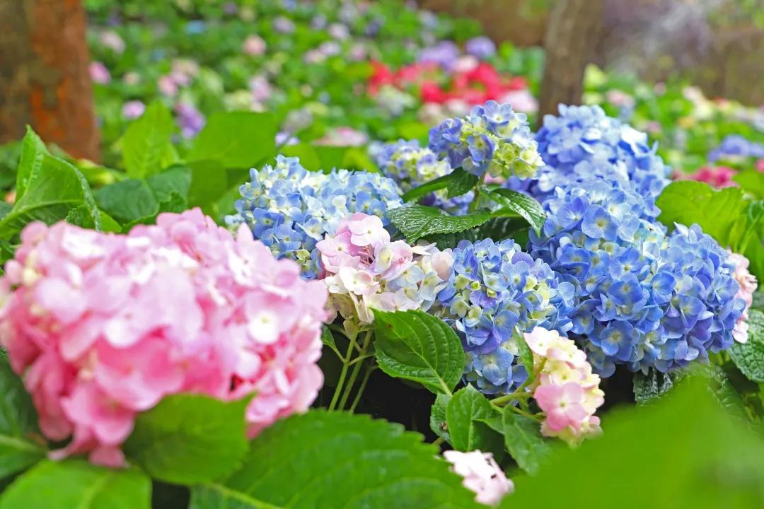 manoline tweet media