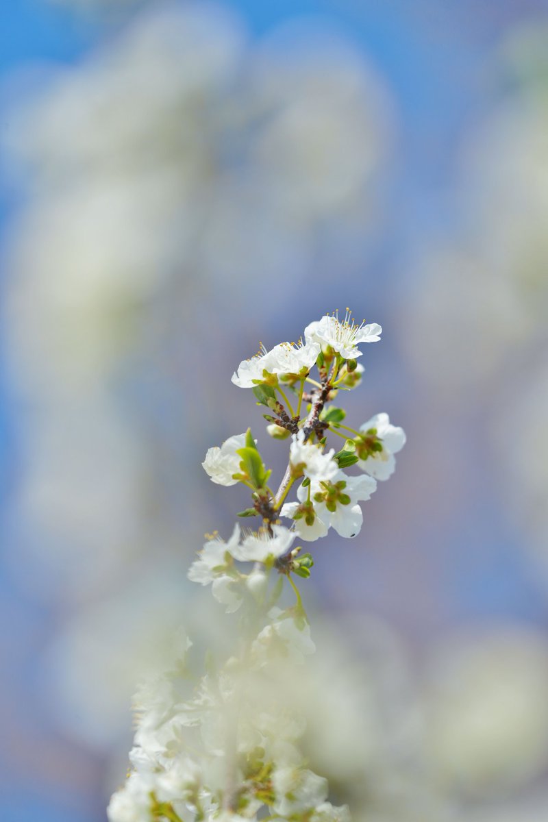 おはようございます
馬見丘陵公園の花桃園に
あったスモモ？
この白は
グリーンの額が
また良いかな〜って
思いました
 #花桃  #ハナモモ 
 # #馬見丘陵公園