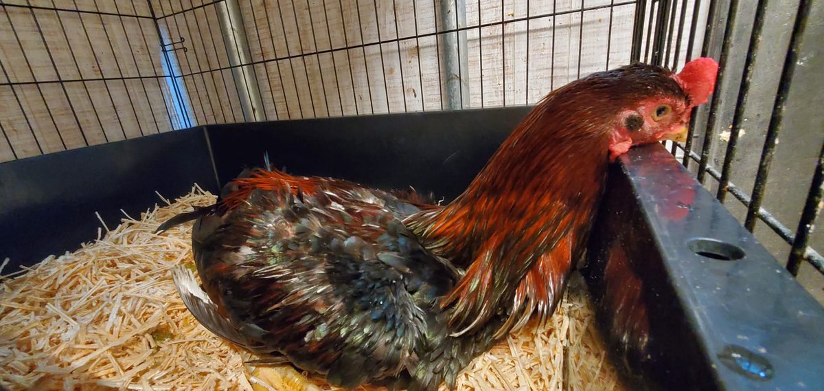 クックハウスokinawa～闘鶏で傷つき捨てられた鶏達の生きる場所～ tweet media