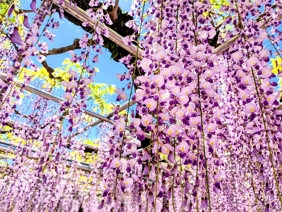 coro4687's tweet photo. 岡崎城公園　藤棚
いい香りに包まれて綺麗💜
癒やされました💜💯

藤棚ライトアップ、１週間前倒しで4月17日（金）〜開催！！
夜の藤棚も幻想的で綺麗ですね♪
皆さんも足を運んでみてね💜✨️💜
さぁ、今日も笑顔で♪

#愛知県　#岡崎市　#岡崎城公園　#藤棚　#藤　#藤の花　#綺麗 https://t.co/em354SQQow