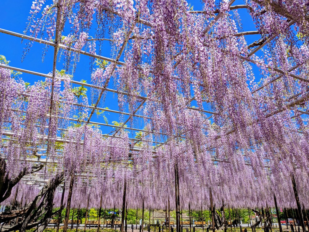 coro4687's tweet photo. 岡崎城公園　藤棚
いい香りに包まれて綺麗💜
癒やされました💜💯

藤棚ライトアップ、１週間前倒しで4月17日（金）〜開催！！
夜の藤棚も幻想的で綺麗ですね♪
皆さんも足を運んでみてね💜✨️💜
さぁ、今日も笑顔で♪

#愛知県　#岡崎市　#岡崎城公園　#藤棚　#藤　#藤の花　#綺麗 https://t.co/em354SQQow