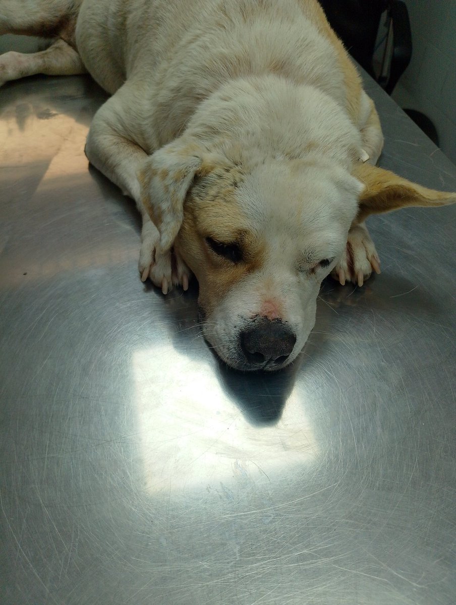 Patitas_ Budge lomasdezamora tweet media