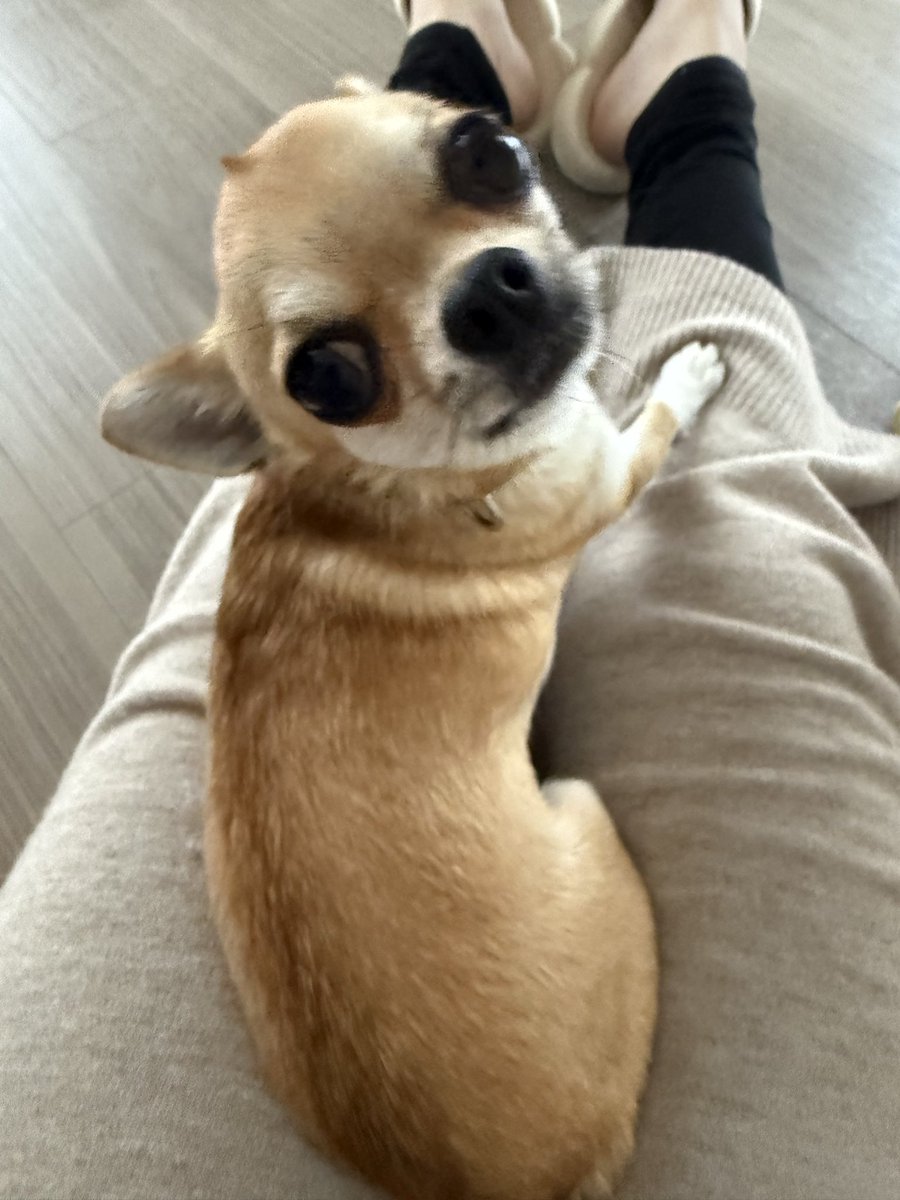 西日のあたる部屋 tweet media