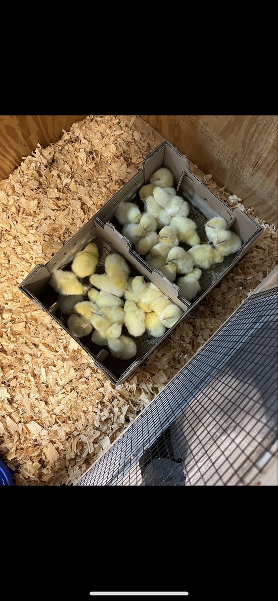 Brian Thole tweet media