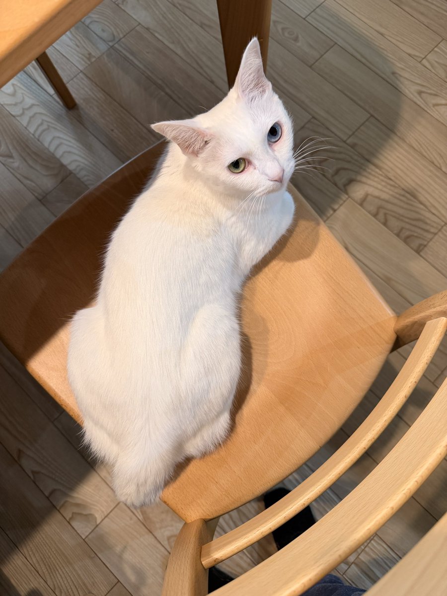 にた@愛玩動物看護師 tweet media