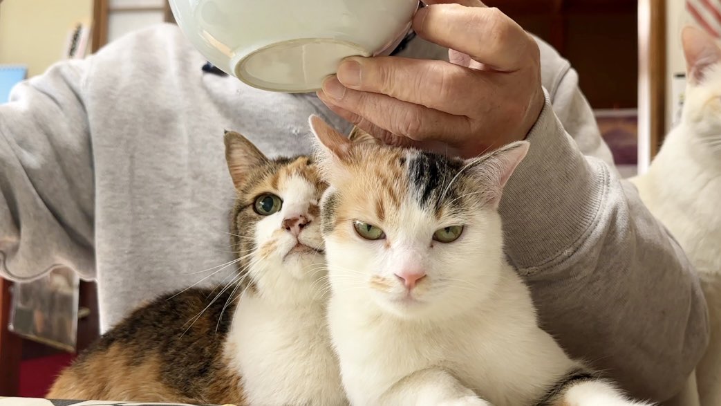オーダーマスク　うさぎ　ねこ　ひよこ　ハリネズミ　おまとめ割 No.184
