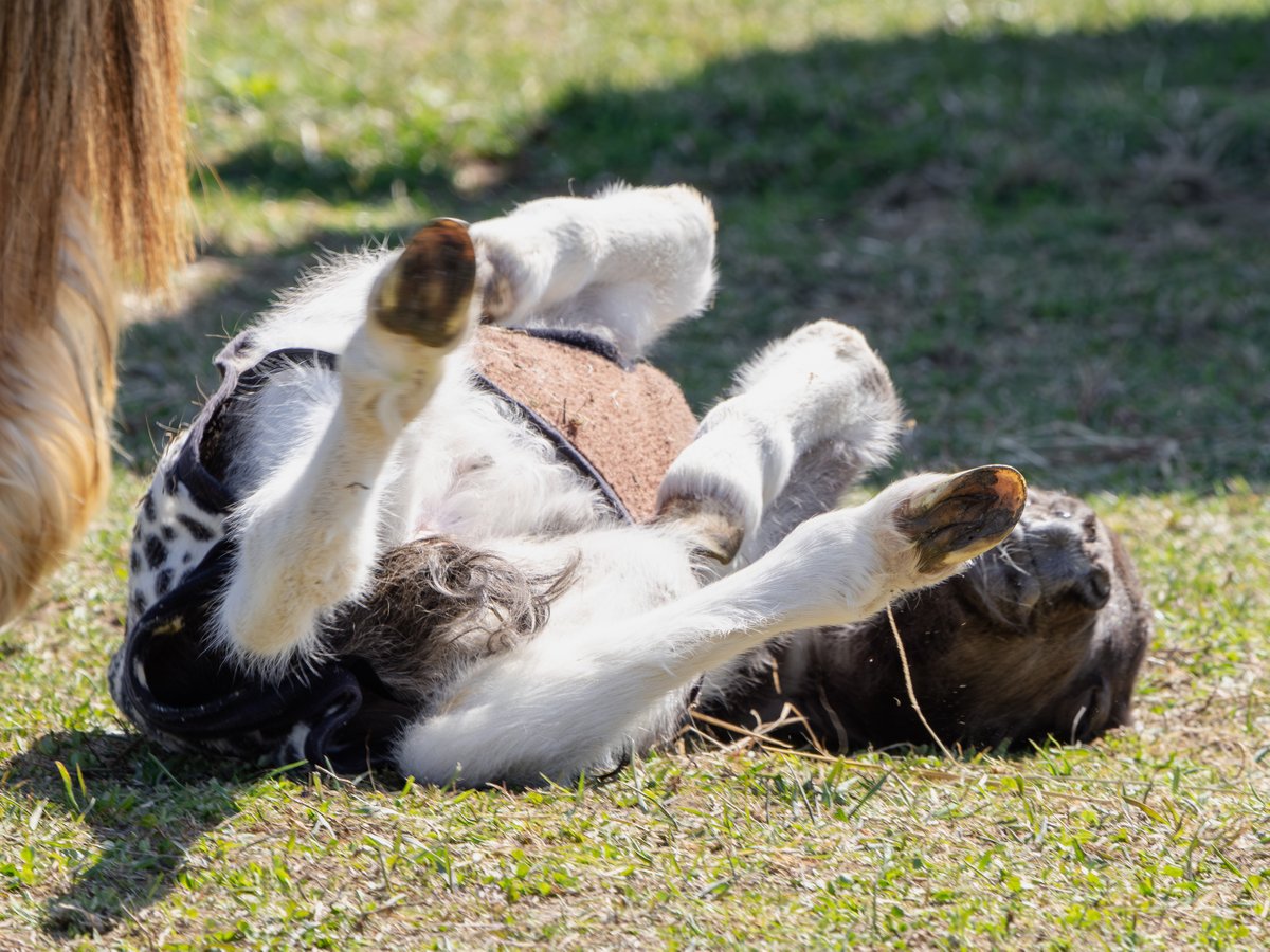 トロすけ＠ミニチュアホースの日常を撮る人 tweet media