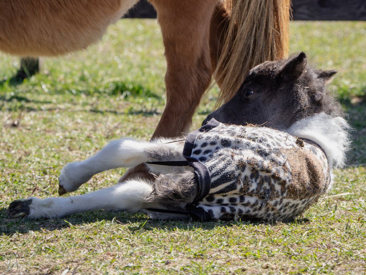 トロすけ＠ミニチュアホースの日常を撮る人 tweet media