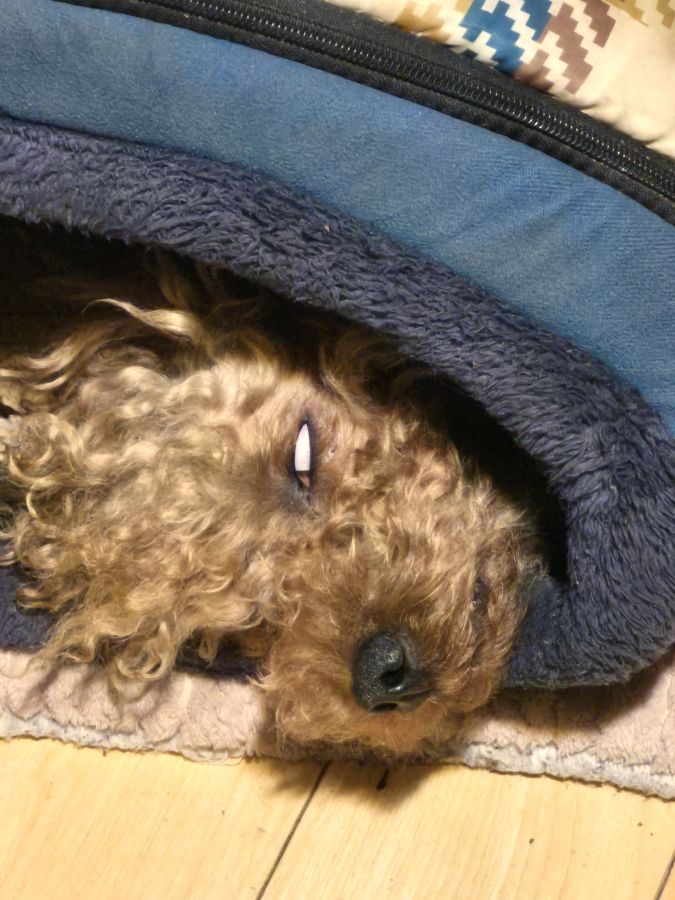 Rockin' & Rustin & Rufan Ririn tweet media