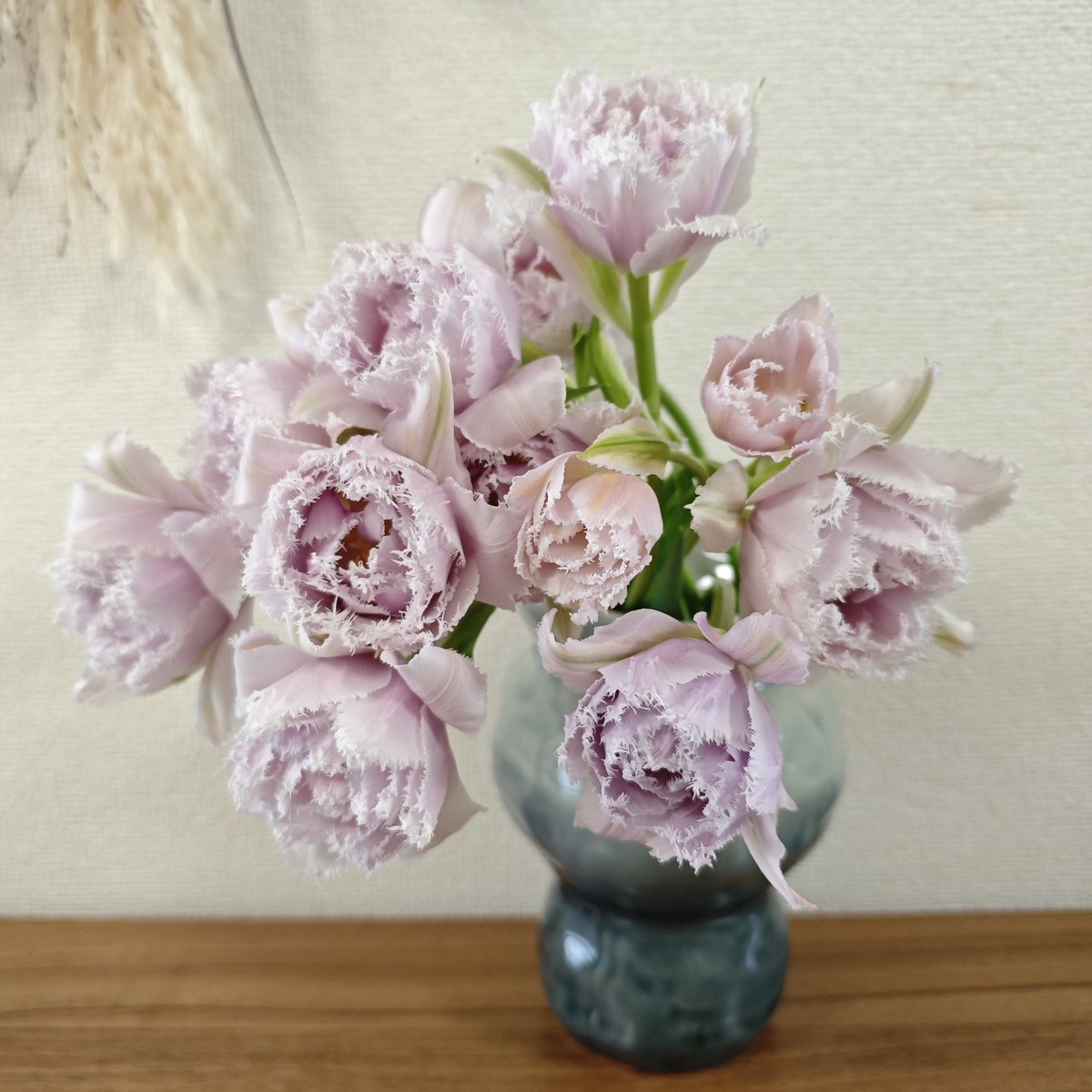 gohanumauma's tweet photo. チューリップ*.🌷.*⁡
「 乙女のドレス 」⁡⁡
切花ではなかなか流通しないらしい。花弁が外側に反り返った花姿が可愛い♡ https://t.co/3TvyVf1Bgs
