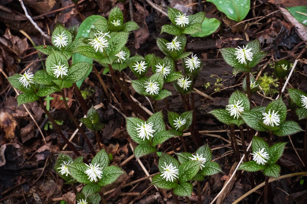 新潟 花の山 3/5

#1,2 ユキワリソウ
#3 ショウジョウバカマ
#4 ヒトリシズカ
などなど、他にも何種類もの山野草が咲いていた。カタクリはもうそこら中に生えていたが残念ながら花期を過ぎていた。

Sony α7RV
Sigma 20-200mm