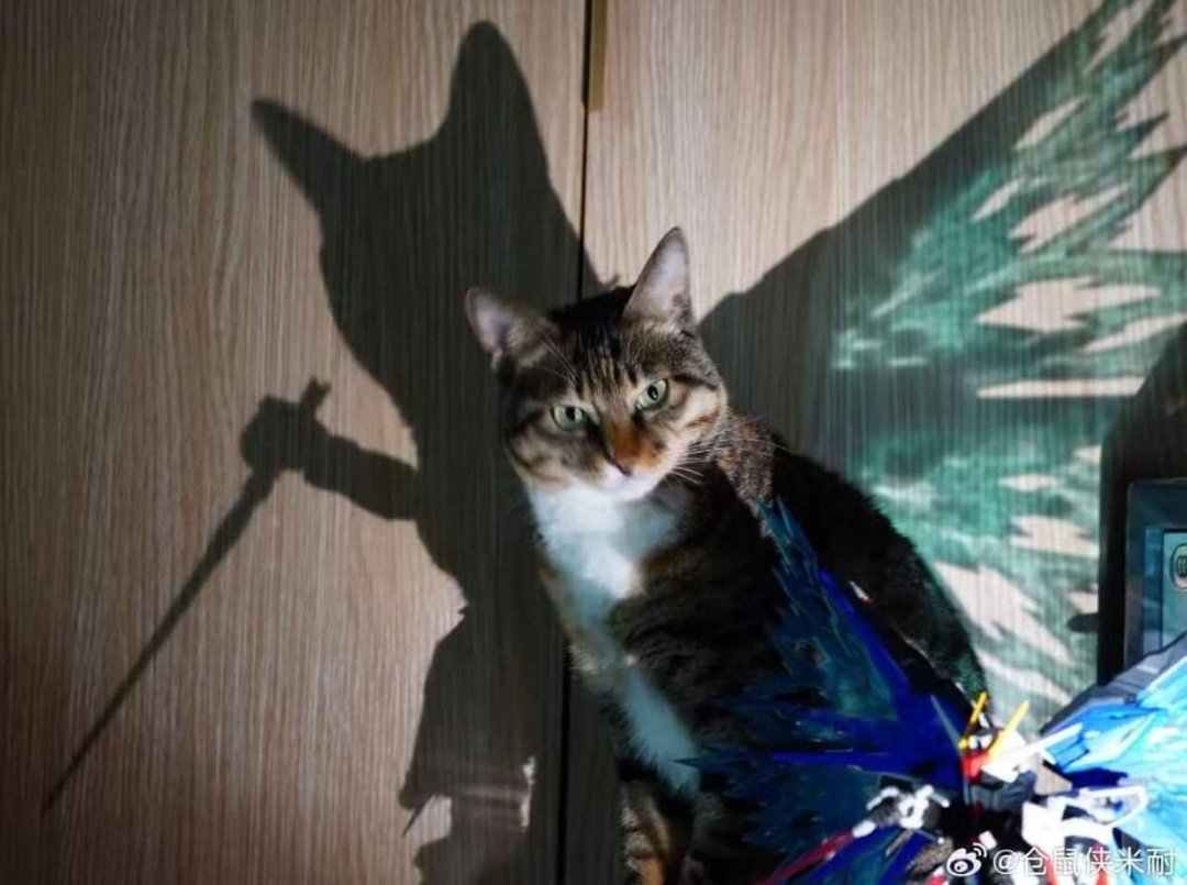 Cat is life ~猫は人生~ tweet media