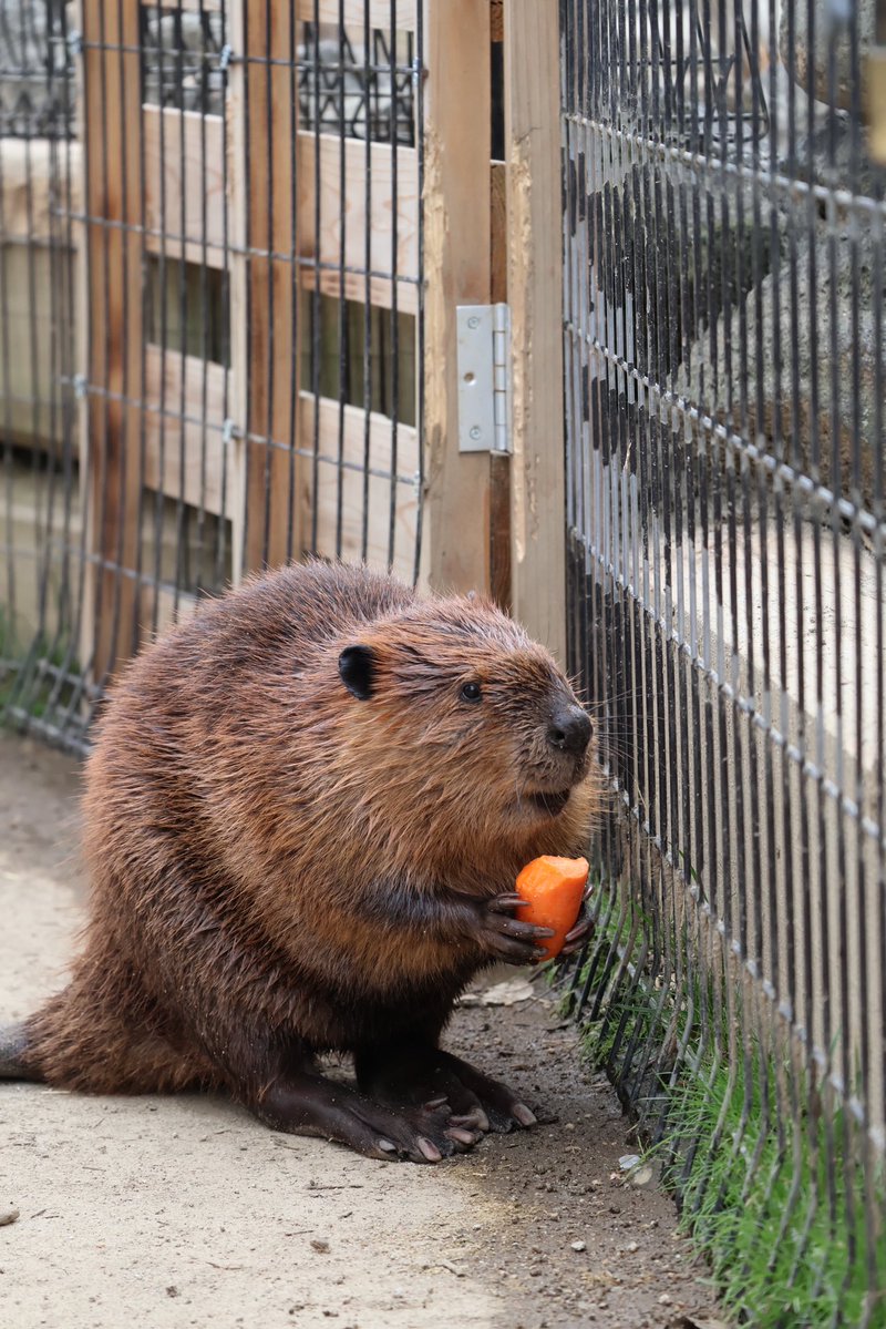 photo_beaver's tweet image. おやつはおうちの近くでのんびりと

#アメリカビーバー
#beaver 
#阿蘇ファームランド
#絃葉