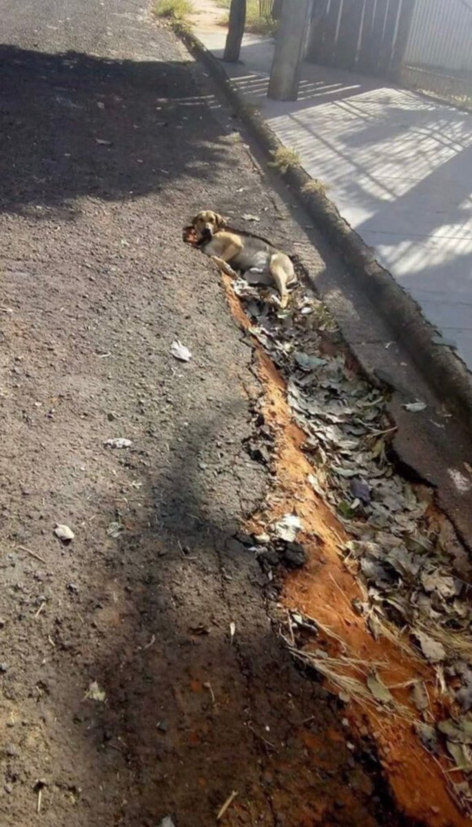 能力者に身体重くされた動物シリーズいつ見ても好きすぎる