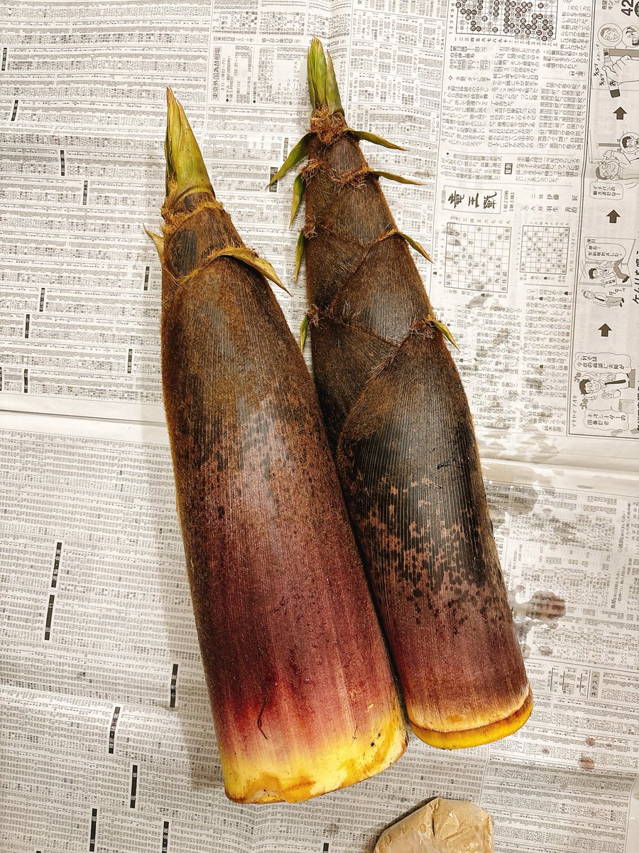 ＊ Haru ＊ tweet media