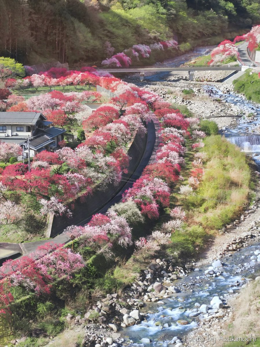 小豆餅乃部屋 ⚘ ⡱ tweet media