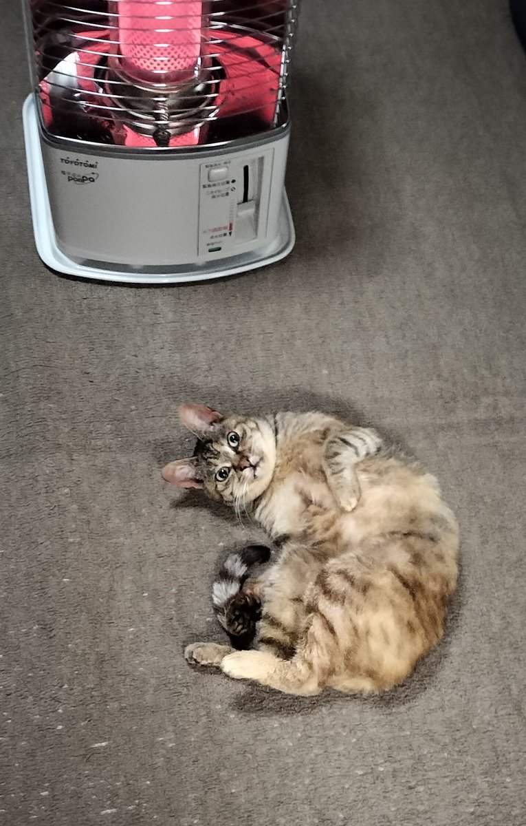 ストーブのあたたかさを知ってしまったさくら🌸ちゃん