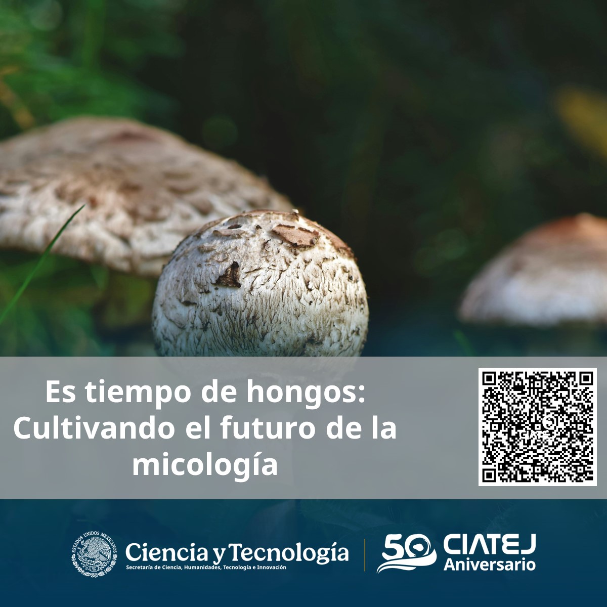 🍄🔬 Los hongos están revolucionando la ciencia, la industria y la sostenibilidad 🌎

#Enterate ➡️ goo.su/B0ChHfr

#Funginnova2026, el Primer Encuentro Nacional sobre innovación en productos fúngicos 🧪