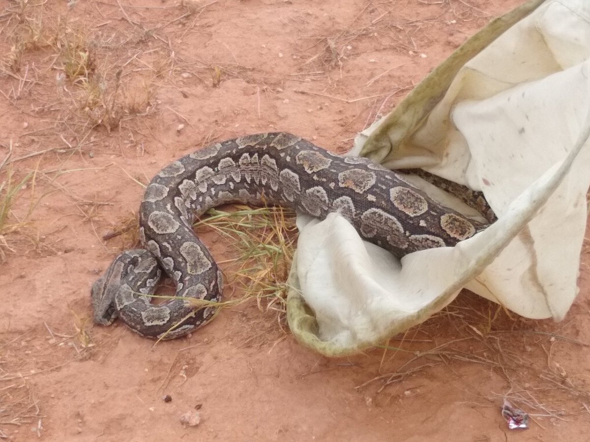 Cecilia Melo 🦀 tweet media