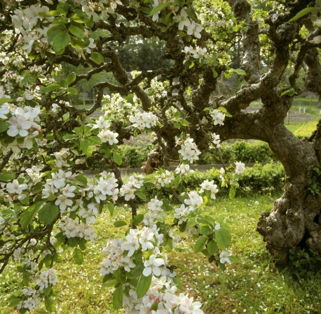 hodgetts_susan's tweet image. I sit in the shadow of apple-boughs,
In a fragrant orchard close/
For is not this the rare, sweet time,
The blossoming time of year?

'Apple Blossoms' : Horatio Alger Jnr (1832-1899)

#FlowersonFriday #spring 

📷 Ian Shaw/ National Trust Images/Apple blossom at Llanerchaeron