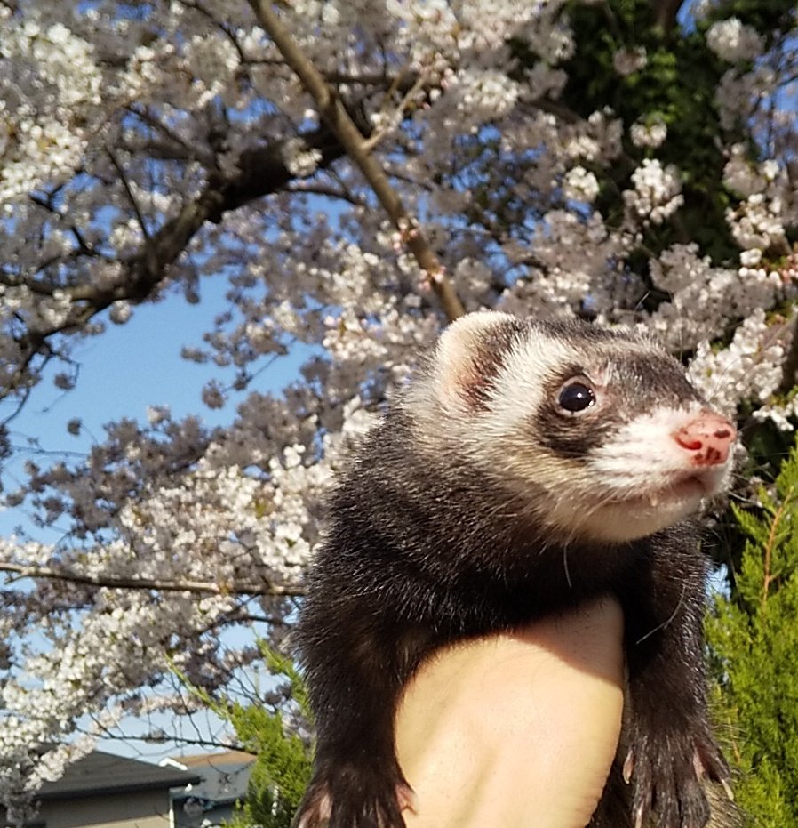 itokickn29's tweet photo. 市内も今日明日満開予報
夜桜というより夜明け前桜と
���えさくら🌸🦦 https://t.co/dkcAO4jtlO