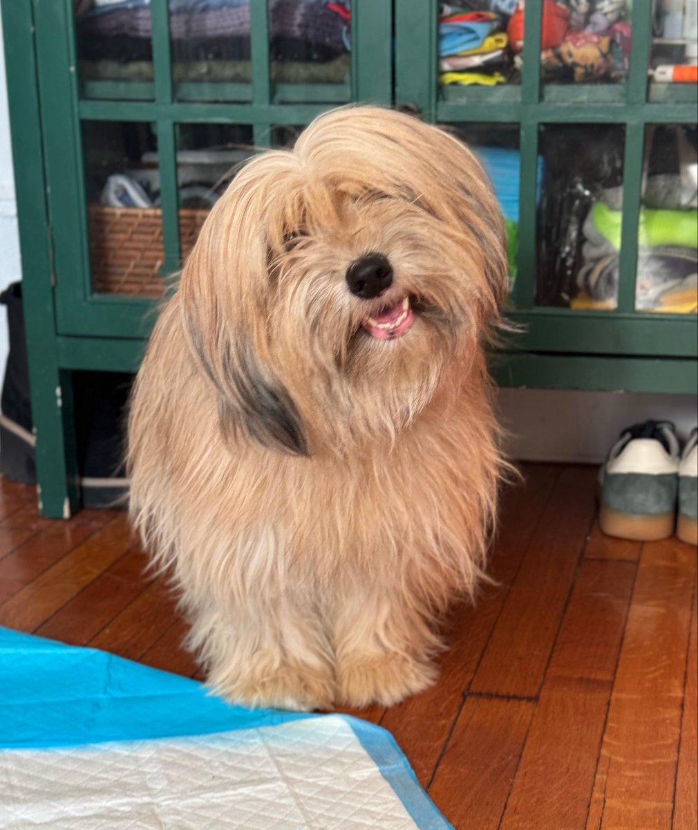 Sophie Vershbow tweet media