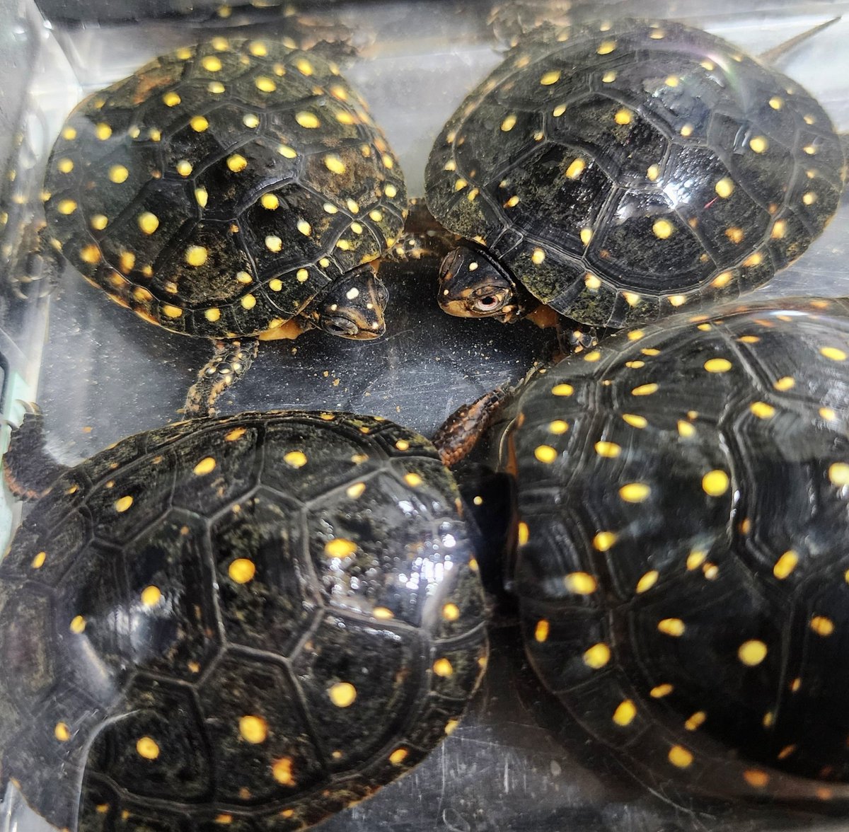 キボシ帝国 spottedturtle⭐empire tweet media