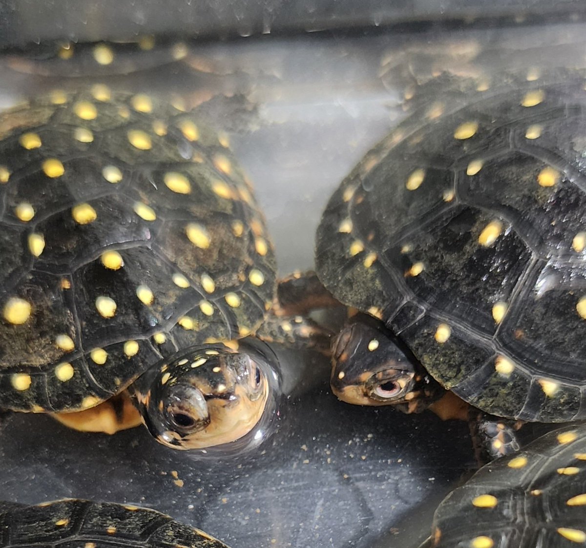 キボシ帝国 spottedturtle⭐empire tweet media