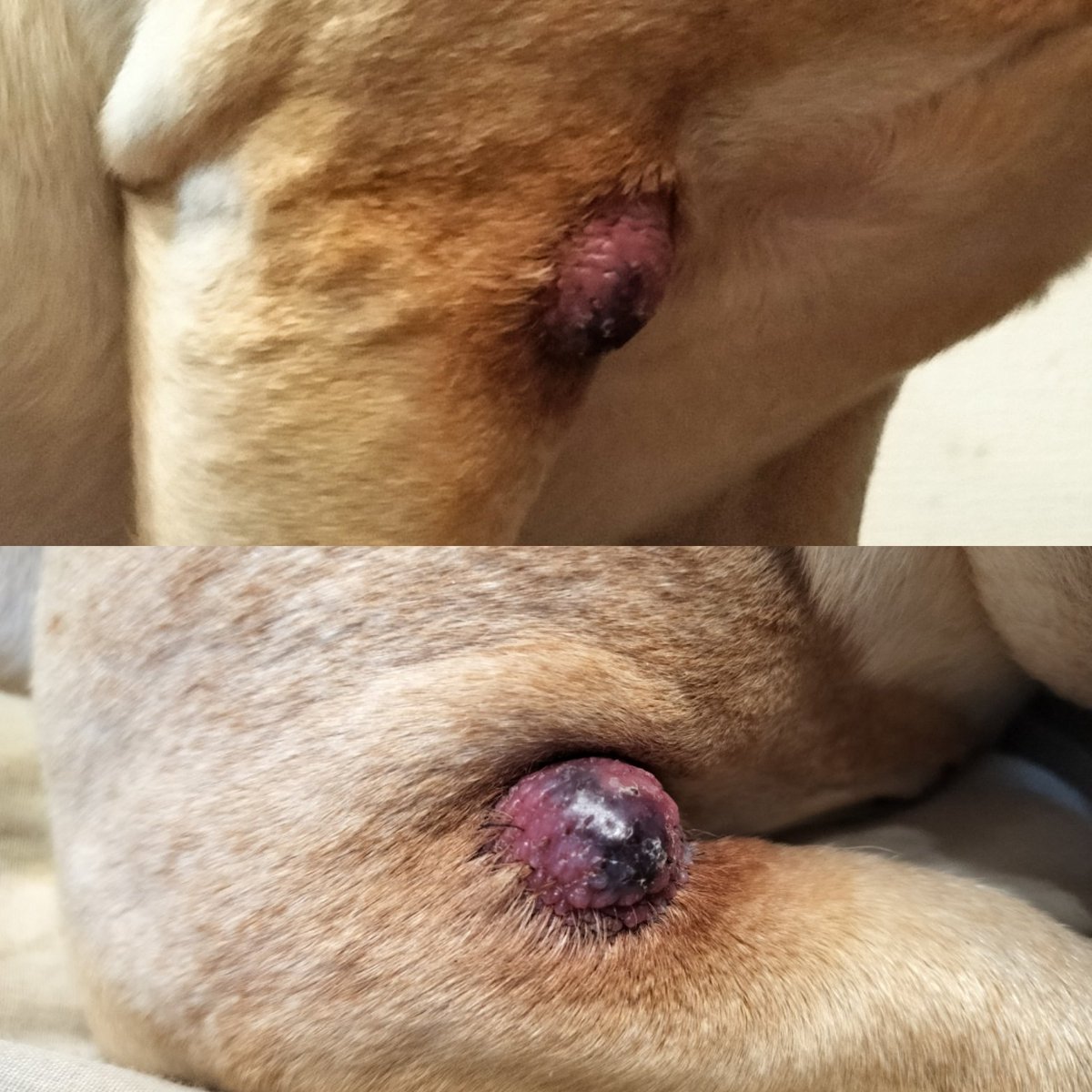 たいが🐶とパッパ👨 tweet media