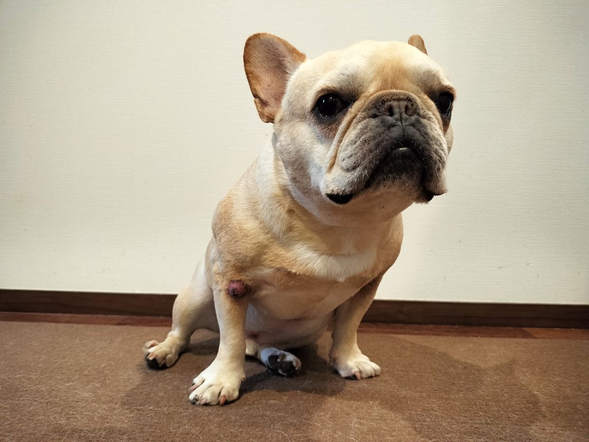 たいが🐶とパッパ👨 tweet media