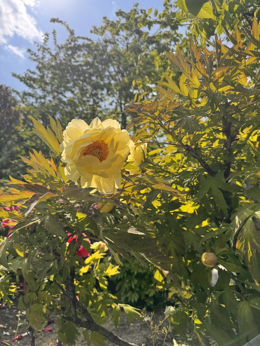 摩尼（マニ）　寺フェス有難うございました！ tweet media