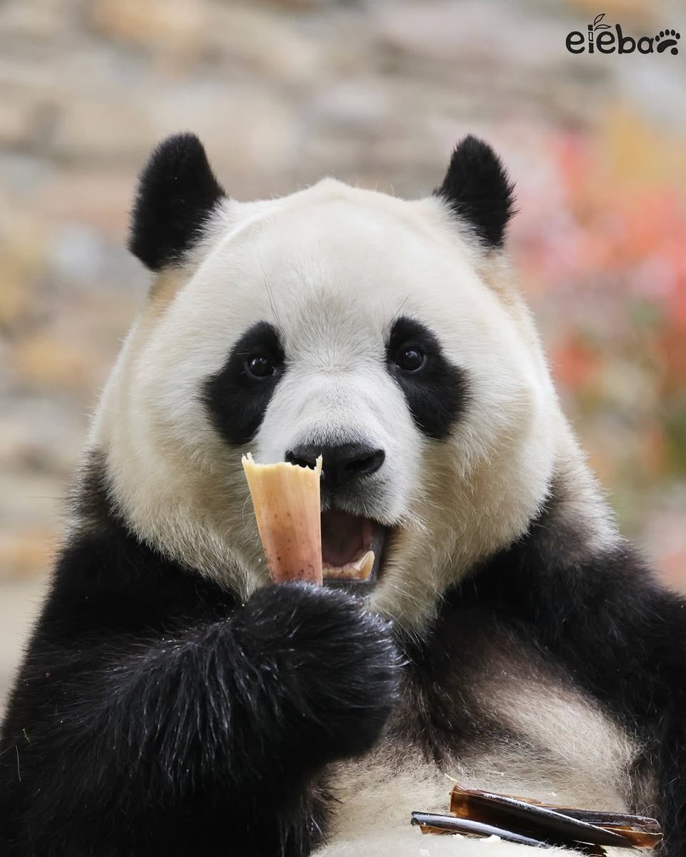 또바오🎀 tweet media