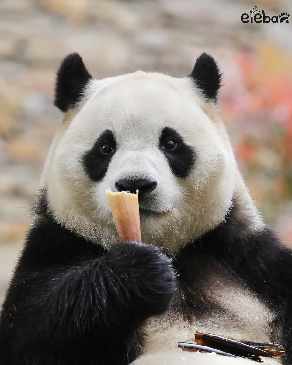 또바오🎀 tweet media