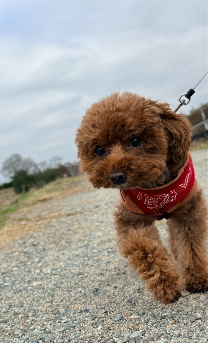 ちゃお 👟トイプードルくく🐶 tweet media