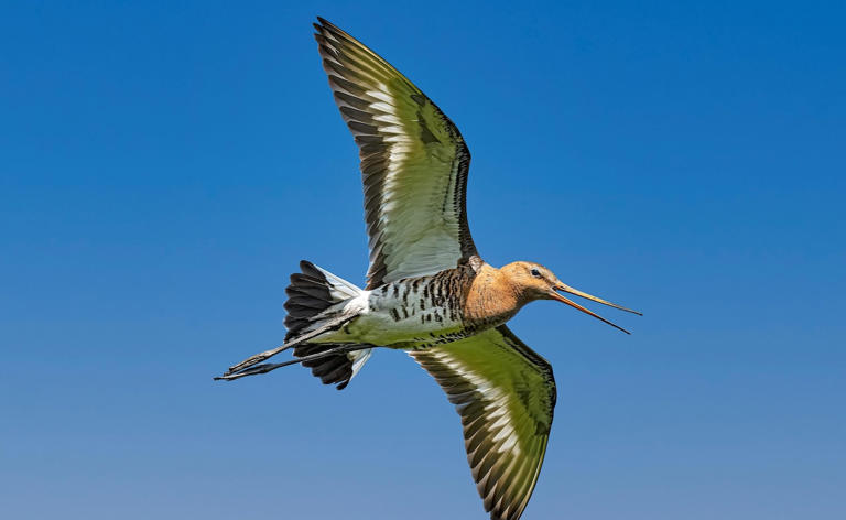 All day Astronomy tweet media