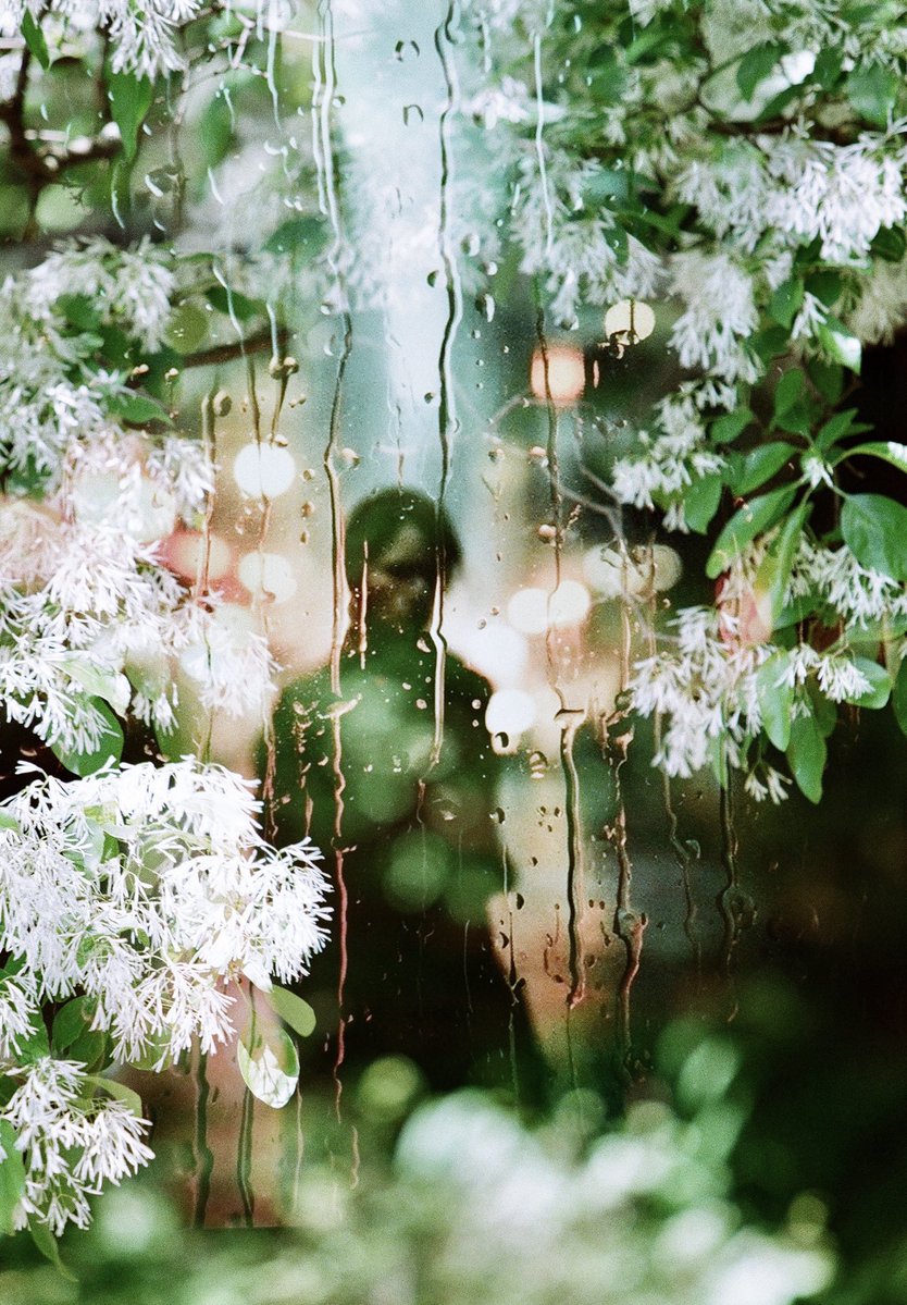 もうヒトツバタゴが咲き始めてるとかどういうこと。
Canon EOS7s/Fujicolor100