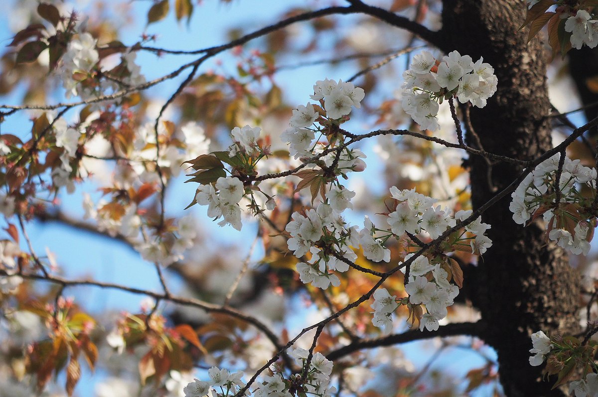 日高トモキチ@絵やら文やら写真やら tweet media