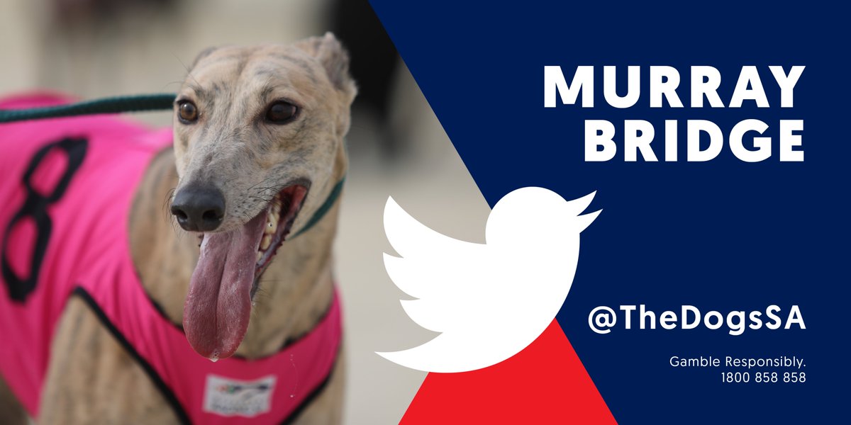 SA Greyhound Tips tweet media