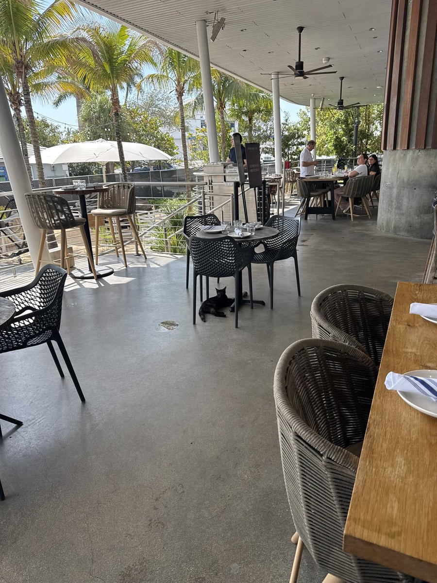 MASOQUISTA tweet media