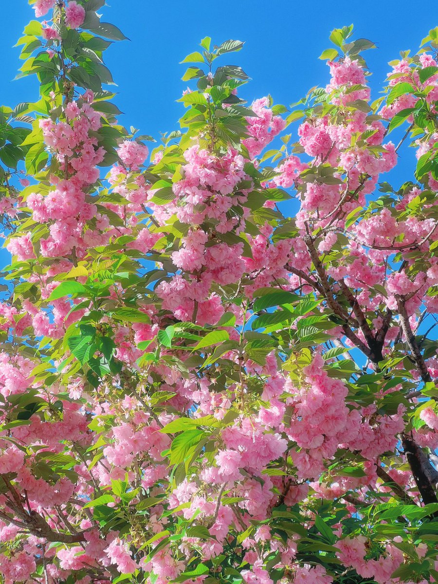 김풀잎 tweet media