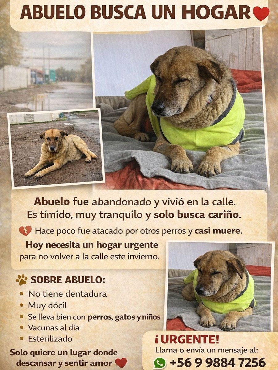 Abuelo en adopción, estaba enfermito, ya se recuperó y volverá al cerro con su manada!!! Tiene madrinas para apoyar en todo, solo falta una casa❤️