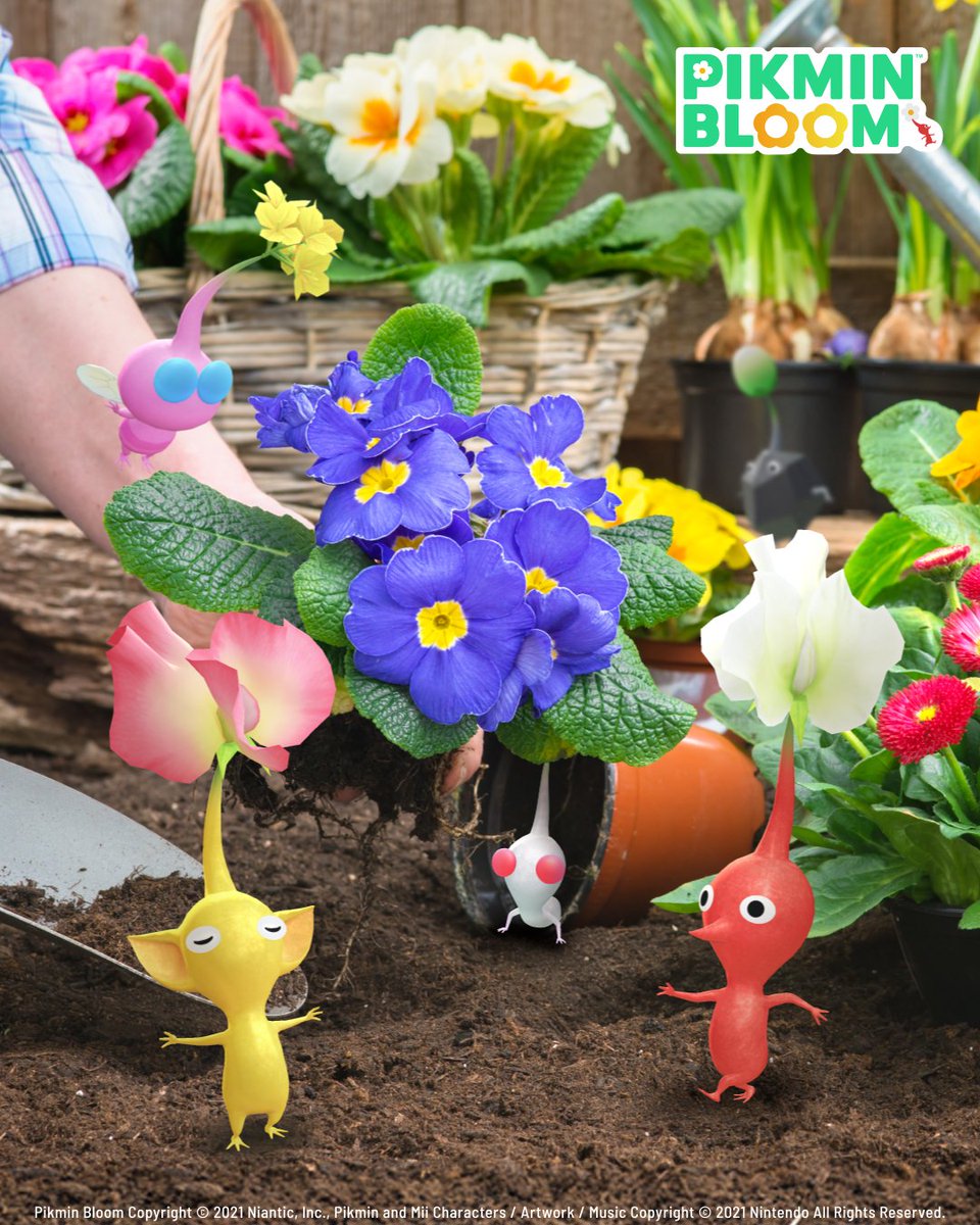 Pikmin Bloom Korea │ 피크민블룸 tweet media