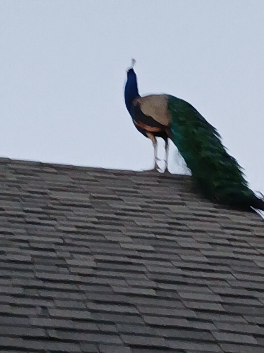 Found this gorgeousness in the street. Invited him over for a cup of seed.
Decided to stay.  26 trees, he chose the roof to sleep on.