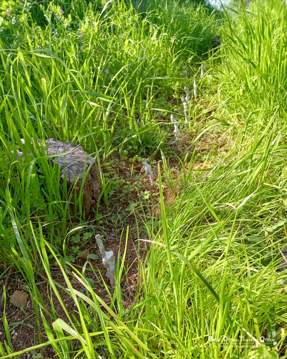 go_soto's tweet photo. 貴重な晴れ間となった昨日は農作業🪏
接木が順調にいって芽吹いてくれました🌱苦節3年目、来年はたくさんの自然栽培苗木をお届けできそうです🍀

2年目を迎えた苗木には蕾が❣️
でも、これは育成のために摘ませてもらいます🥹
元気に大きくなってね🍊

#コジュケイプロジェクト 
#耕作放棄地再生 https://t.co/QIyxVgoYRo