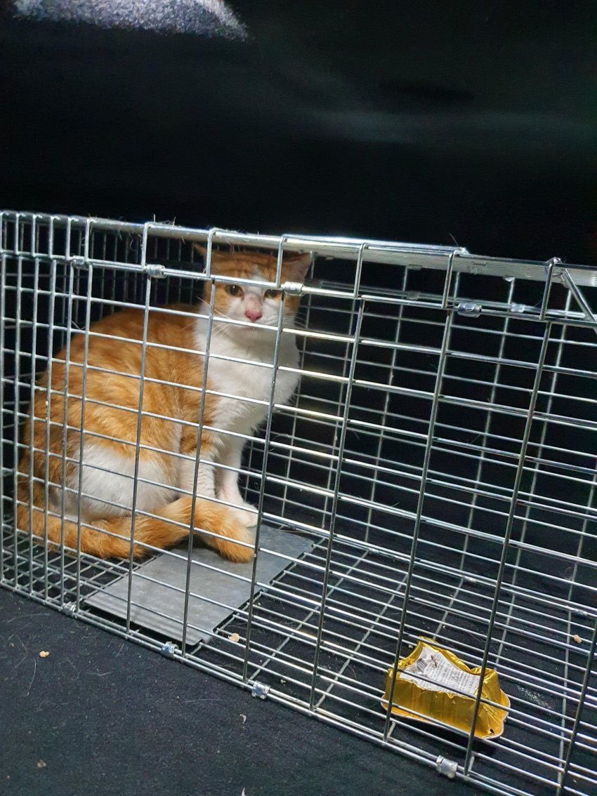 센 Bake tweet media