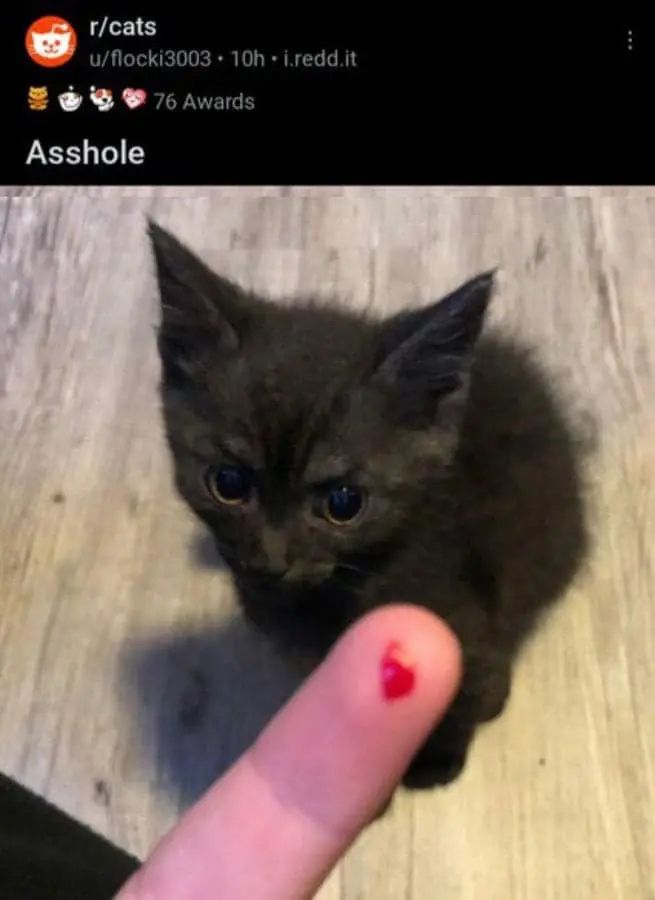 Reddit Lies tweet media