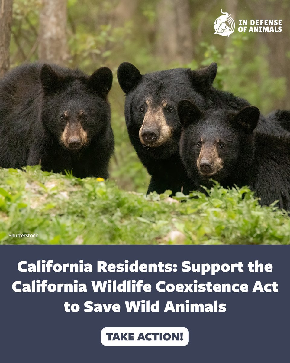 IDAUSA's tweet image. #California Residents: Support the Wildlife Coexistence Act to help protect #bears, #wolves, and other wild animals from deadly conflict. Tell your state senator to pass SB 135. 
Take action: bit.ly/4vBjcan
Pls RT &amp;amp; support bit.ly/4tjmi1l
#ProtectWildlife