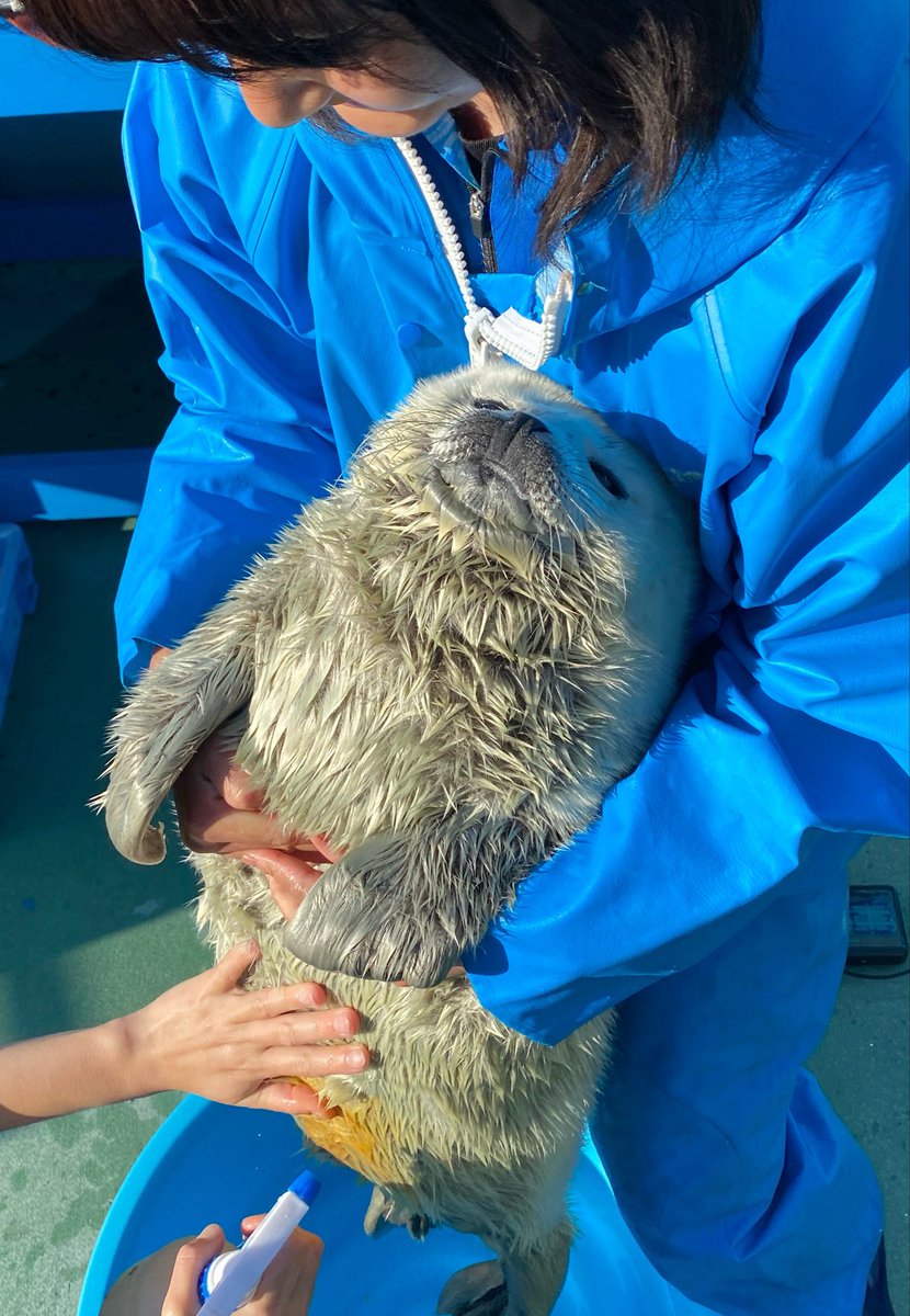 伊勢シーパラダイス【公式】 tweet media