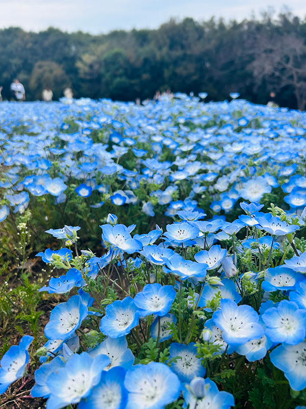 アリスソフト tweet media