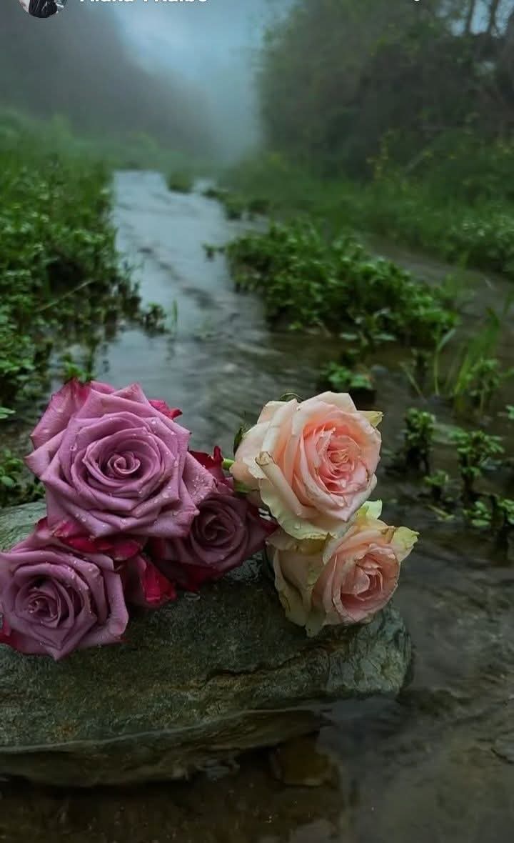 Beşiktaş Sevdalısı tweet media